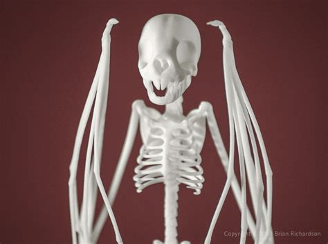 Vampire Bat Skeleton Hax5wtezf By Brianrichardson