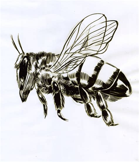 Mc Drawn Bee — Sketch Brush And Ink