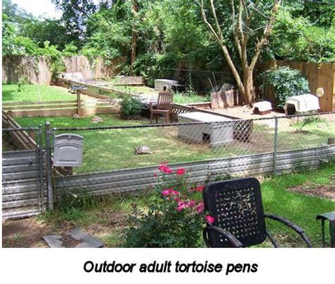 Creating A Home For Your Redfoot Tortoise Outdoor Tortoise Enclosure
