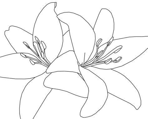 Lily Flower Line Drawing At Explore Collection Of