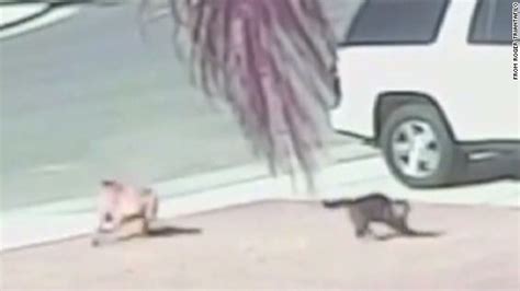 Heroic Cat Saves Boy From Dog Attack Erin Burnett