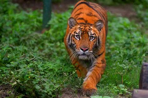 Top 100 Rajaji National Park Animals