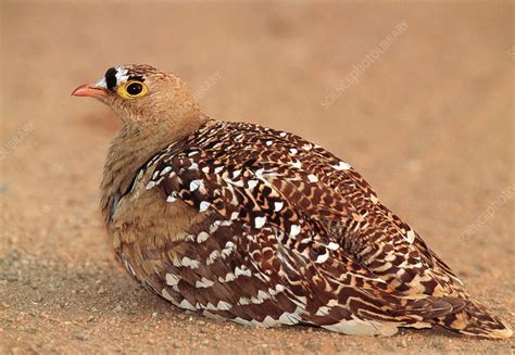 Double Banded Sandgrouse Stock Image Z8480053 Science Photo Library