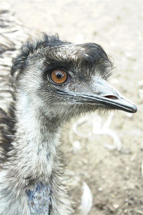 Emu Bird Beak Free Photo On Pixabay Pixabay