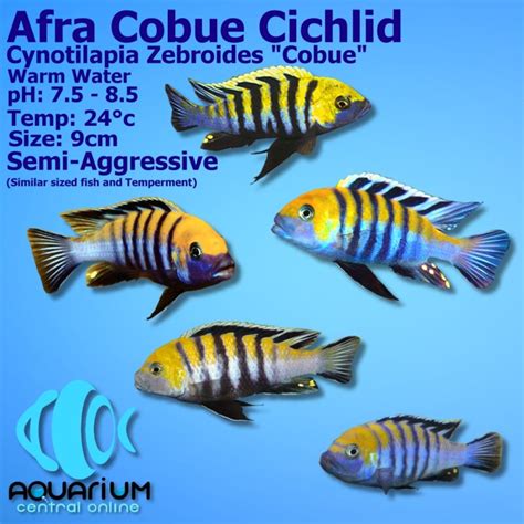 African Cichlid Afra Cobue Cichlid Cynotilapia Afra Cobue 5cm Aquarium Central