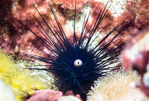 Gambar Lautan Bawah Air Hadiah Dekat Fauna Hewan Laut Karang