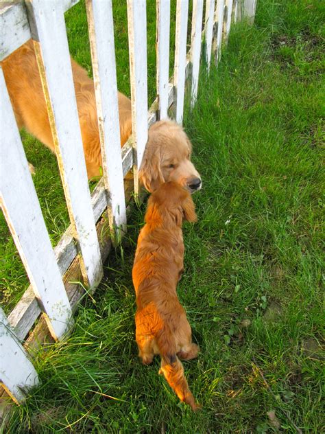 Cooper The Neighbors Puppy Gets Somewhat Stuck In The Fence Saying