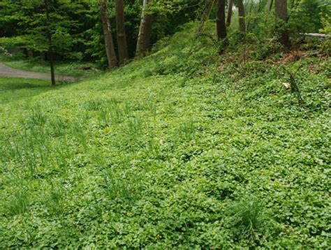 Ranunculus Ficaria Umass Amherst Landscape Nursery And Urban Forestry