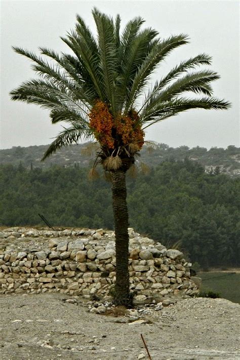 Polynesian Produce Stand Edible Date Palm ~degelet Noor~ Phoenix