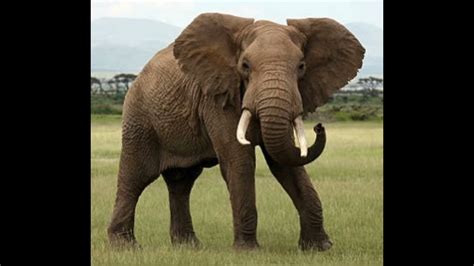 African Elephant Trumpet 🐘 🔊 Youtube