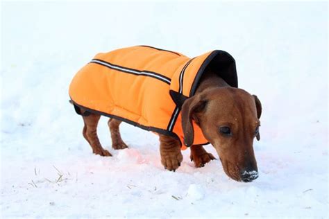 My New Winter Jacket Dachshund Lovers Dachshund Love Sausage Dog