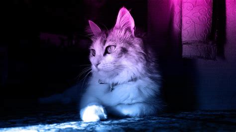 Neon Cat Hd Wallpapers Top Free Neon Cat Hd Backgrounds Wallpaperaccess