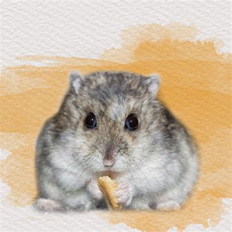 Hamster Watercolour Aquarelle Aquarel Art Pet Pets Animal Animals
