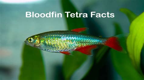 Bloodfin Tetra Fish Facts Youtube
