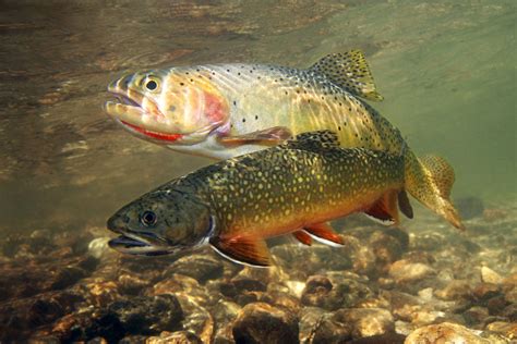 Do the line snap factor most of the time in fishing because it could. Fishing manashtash lake brook trout lost lake ellensburg ...