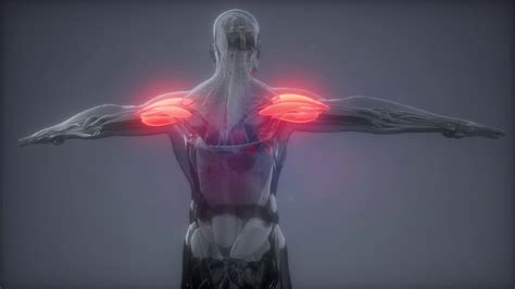 Franchesca druggan ba, msc last reviewed: deltoid - Visible muscle anatomy map Stock Video Footage ...