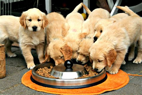 Why dogs eat thier pups. Why do dogs eat their own poop? Science has finally answered the age-old mystery