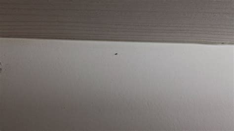 I One Of These Tiny Bugs On My Wall They Move Really Slowly And Appear