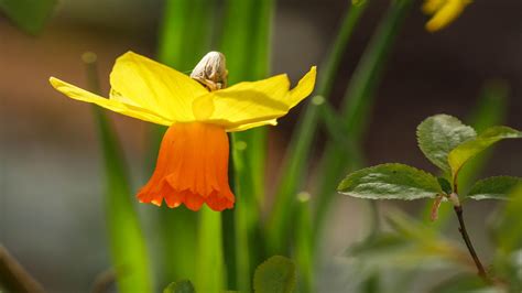 Desktop Wallpaper Narcissus Flower Spring Close Up Hd Image Picture