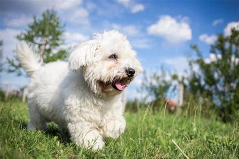What Kind Of Dog Is The Coton De Tulear Top Lap Dogs