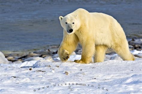 Polar Bear Arctic Habitat Hudson Bay Canada Photo
