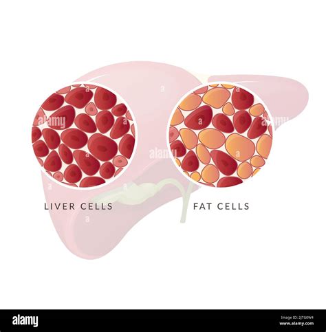 Fat Cell Stock Vector Images Alamy