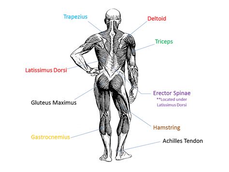 Muscular System Diagram Labeled For Kids Koibana Info