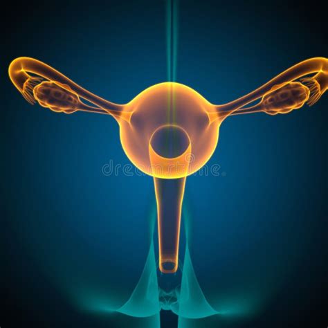 Anatomía Del Sistema Reproductivo Femenino Para El Concepto Médico 3d