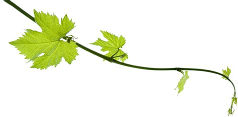 Download Vine Leaf Grape Bunch Free Clipart Hq Hq Png Image Freepngimg