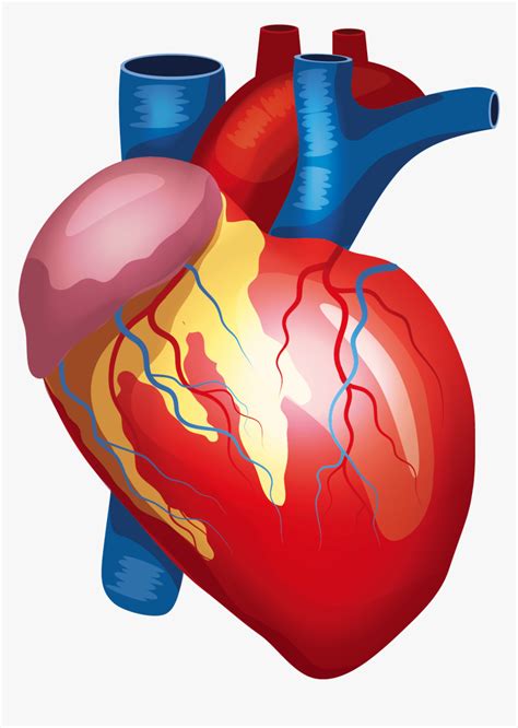 Anatomy Vector Human Heart Transparent Background Human Heart Png