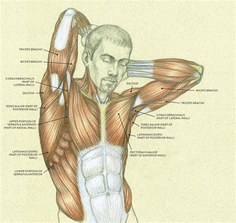 Muscles Of Torso Labeled Muscles Of The Chest And Abd