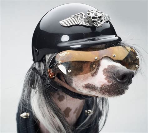 Winged Spiked Skull Motorcycle Dog Helmet Puppy Boutique