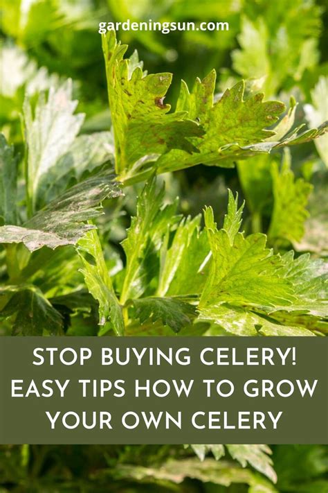 Stop Buying Celery Easy Tips How To Grow Your Own Celery In 2020