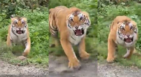 Watch Tiger Chases Away Tourists As Jungle Safari Goes Awry India