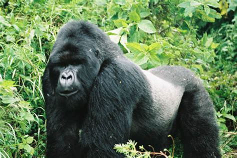 Mountain Gorillas Physical Characteristics And Why They Are Endangered