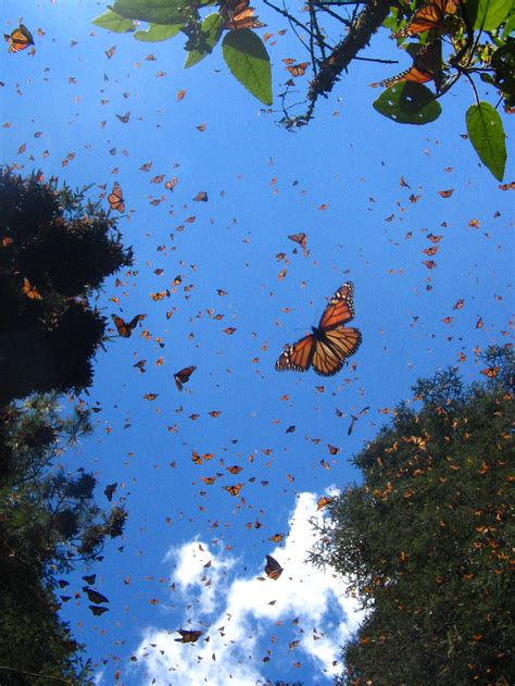 Monarch Butterflies Sanctuary Mexciting