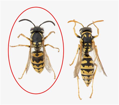 Insects such as honey bees, flies, wasps, hornets, yellow jackets, etc. European wasp identification guide | Agriculture and Food