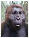 Paranthropus boisei | Flashes of Anthropology | Pinterest