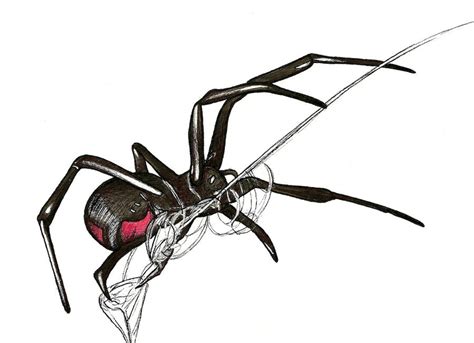 Black Widow Spider By Stephie Bailey On Deviantart