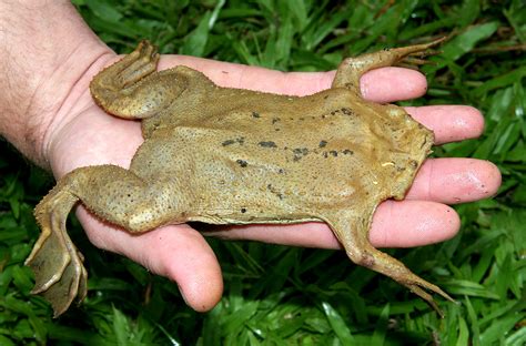 Suriname Toad Pipa Pipa Found In The Peruvian Amazon Flickr