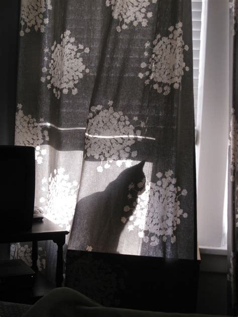 See more of marcel home decor and gift on facebook. Marcel behind curtain. #catlove | Curtains, Home decor, Marcel