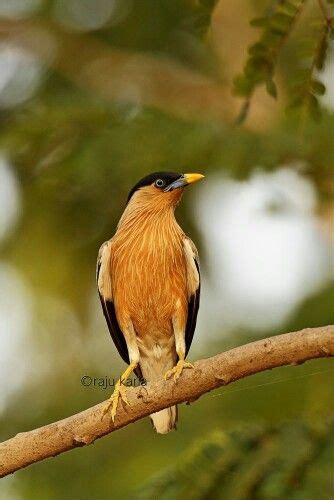 Brahminy Starling Tail Feathers Bird Feathers Beautiful Birds