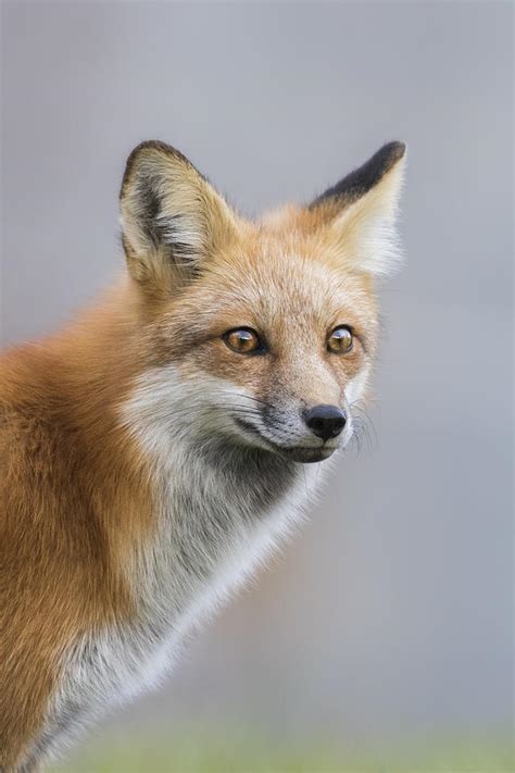 Fox Portrait Photograph By Mircea Costina Fine Art America