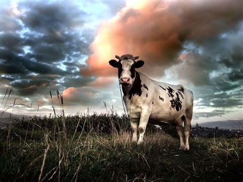 Cow Wallpapers Top Những Hình Ảnh Đẹp