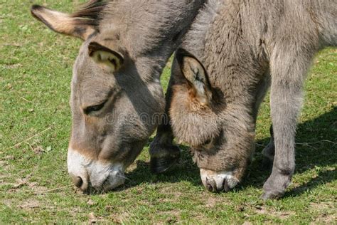 Donkey Foal And Mother Grazing In A Field Stock Image Image Of