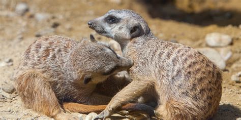 8 Things Meerkats Can Teach Us About Love Huffpost