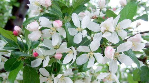 Usernamepas Dwarf Flowering Crabapple Trees Zone 5 Robinson
