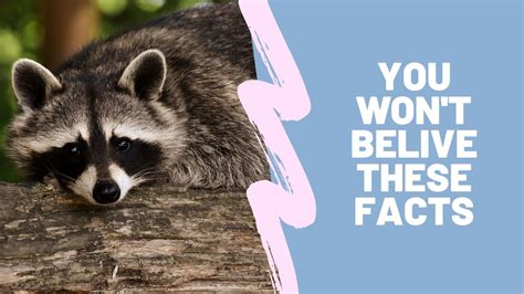 Top 10 Facts About Raccoons🦝 101 Animals Youtube
