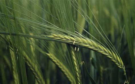 Wheat Wallpapers Hd Desktop And Mobile Backgrounds