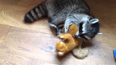 Melanie A Raccoon Plays With Squirrel Toy Youtube
